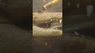 Thumbnail: Croc feeding #crocodile #animals #reptiles