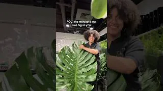Thumbnail: This is the biggest Monstera leaf I’ve ever seen!!
