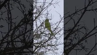 Thumbnail: Parrots in Germany?! ❄️ Wild Parakeets in Winter