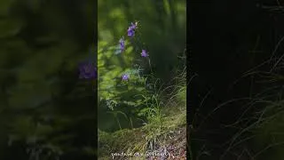 Thumbnail: Märchenteich ✨ Fairytale Pond