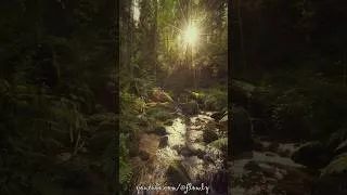 Thumbnail: Black Forest Stream - Gertelbach Wasserfälle  #nature  #relax