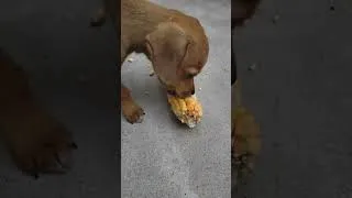 Thumbnail: Two puppies try fresh corn for the first time! #food  #corn #puppy