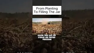 Thumbnail: How Peanut Butter is Made - From Planting to Processing