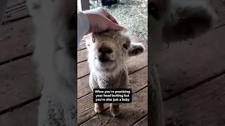 Thumbnail: This fluffy ball of happiness is a baby sheep 🐑❤️#lamb #babysheep #sheep #animallife #viral
