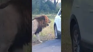 Thumbnail: Only in South Africa…🐘🦁#animals #animallife #southafrica #elephant #lion #viral