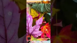 Thumbnail: Flutter Image full screen & Zoom in out #flutterwithfun # flutter fly