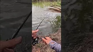 Thumbnail: Flying barra!!  #fishing #fish #bassfishing #giantfish