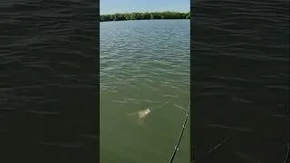 Thumbnail: Active target is cheating👀 #adventure #fishing #australia