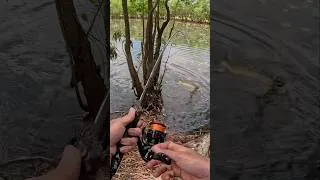 Thumbnail: Topwater eats from big Barra! #fishing #australia #adventure #lure #topwater #halco #youknowtheywork
