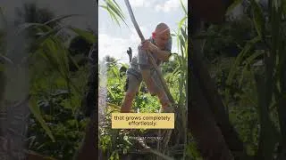 Thumbnail: Zero-Input Agriculture – No Fertilizer, Chemicals, or Irrigation