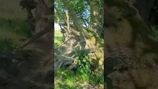 Thumbnail: Magic and witchcraft at Beltane