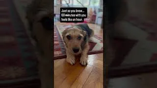Thumbnail: The sweetest joke you'll hear today ❤️😂 #puppy #doggielife #pets #funny #cute #rescuedog #doglife