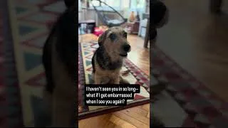 Thumbnail: Missing someone feels like this... ❤️🐶 #puppy #doggielife #pets #funny #cute #rescuedog #doglife