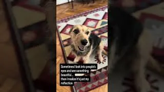 Thumbnail: This dog's confidence is unmatched 😂Leírás #puppy #doggielife #pets #funny #cute #rescuedog #doglife