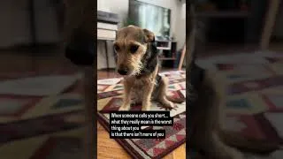 Thumbnail: The cutest response to being called short 😂 #puppy #doggielife #pets #funny #cute #rescuedog #dog
