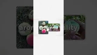 Thumbnail: Every Apple Explained - White Winter Calville