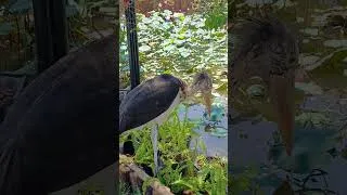 Thumbnail: Lesser Adjutant  #LesserAdjutant #birds #birdvideos