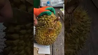 Thumbnail: Thick Durian Skin! Laos Durian Fruit