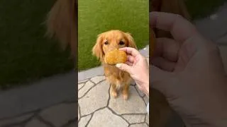 Thumbnail: Pumpkin Dog Treat Recipe