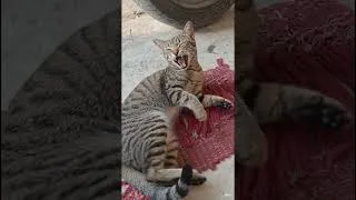 Thumbnail: funny cat 😺😂 #funny #cute #cat