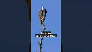 Thumbnail: Osprey-Inspired House's Unique Design!