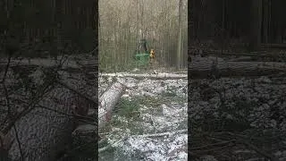 Thumbnail: big tree then big bunch 54 sec 20251117 095931