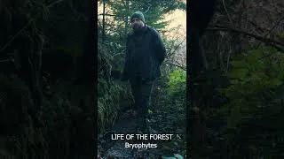 Thumbnail: Where can you find Bryophytes? #bryophytes