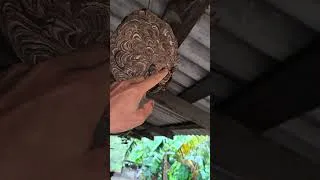 Thumbnail: A nest of gentle hornets  #nomadichoneyhunters #honeybeesting