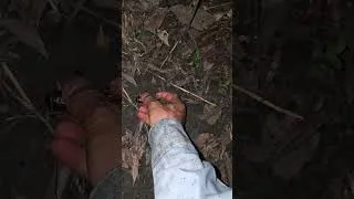 Thumbnail: Cricket hunting