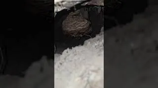 Thumbnail: Hornet's nest #WaspNest
