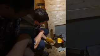 Thumbnail: Cooking on Coals in a Cave Cabin | The Coziest Winter Meal #survival #diy #bushcraft