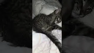Thumbnail: #catoon #cat #catvideos #catvideos #catshorts #catlife #kittens #kittens #kittenlove #kitties