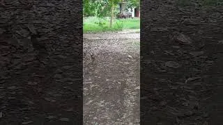 Thumbnail: Little Birds moving around #like #share #comment #subscribe