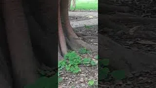 Thumbnail: Birds#Squirells#Live Together #like #subscribe #comment #share