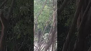 Thumbnail: Bird Watch #share #like #comment