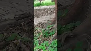 Thumbnail: Old trees#Home for little birds and squirrels #like #share #spreading