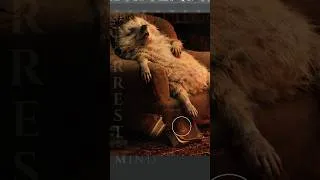 Thumbnail: Behind the Scenes: The Sleeping & Reading Hedgehogs