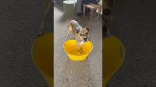 Thumbnail: Secret Magic Recipe for Creating Joy! 🐶🌻🍫