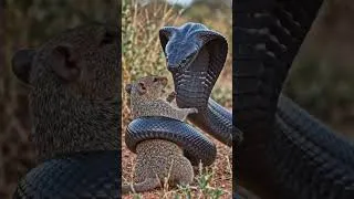 Thumbnail: Serpent Showdown | King Cobra vs. Black Mamba #snake #kingcobra #cobra #venomouscreatures