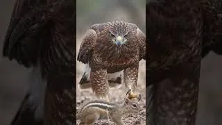 Thumbnail: Want to play hide-and-seek? Well, are you hiding well? #wildlife  #animals #shortvideo #eagles