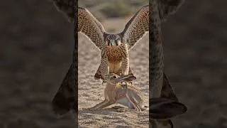 Thumbnail: #fancon #shorts  #wildlife #animals
