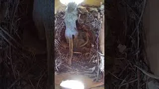 Thumbnail: Baby squirrels on nest cam! 🥹❤️😁 #wildlife #babysquirrels #nestcam #naturelovers