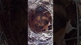 Thumbnail: Baby Squirrels Holding Hands on Nest Cam! 😭 #babysquirrels #nestcam #cuteanimals #naturelovers