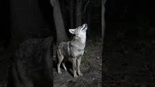 Thumbnail: Coyote Sounds of Howling and Barking | Canis latrans Sounds #wolf #coyote #animalsounds #fox #ai