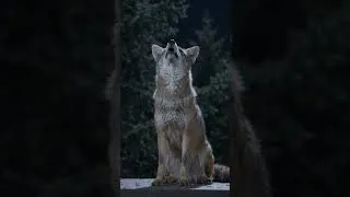 Thumbnail: Coyote Sounds of Howling and Barking | Canis latrans Sounds #wolf #coyote #animalsounds #fox #ai