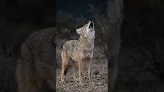 Thumbnail: Coyote Sounds of Howling and Barking | Canis latrans Sounds #wolf #coyote #animalsounds #fox #ai