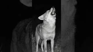 Thumbnail: Coyote Sounds of Howling and Barking | Canis latrans Sounds #wolf #coyote #animalsounds #fox #ai