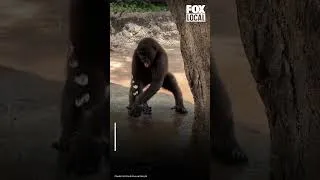 Thumbnail: Beating the heat with Bruno