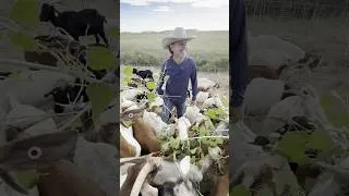 Thumbnail: Goats are being used to clear land at Centennial Airport