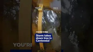 Thumbnail: Tree crashes into Centennial home